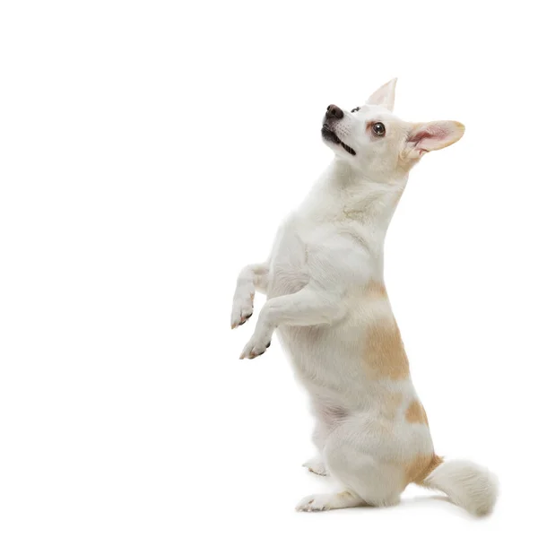 Mooie Metis Hond Zittend Achterpoten Vragend Voedsel Geïsoleerd Witte Achtergrond — Stockfoto