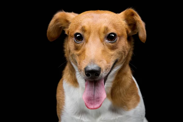 Primer Plano Retrato Hermoso Adulto Pura Jack Russell Terrier Sobre —  Fotos de Stock