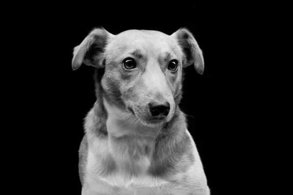 Closeup Portrait Beautiful Adult Purebred Jack Russell Terrier Black Background — Stock Photo, Image