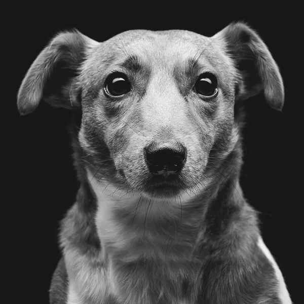 Detailní Portrét Krásné Dospělé Čistokrevná Jack Russell Teriér Černém Pozadí — Stock fotografie