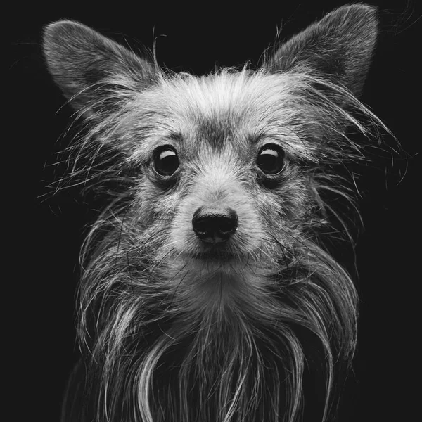 Primer Plano Retrato Hermoso Perro Mestizo Sobre Fondo Negro Plano —  Fotos de Stock