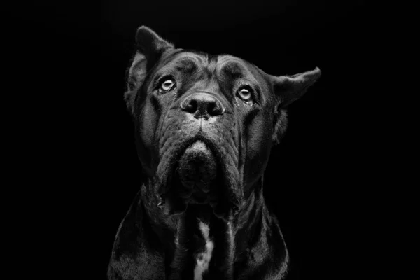 Närbild Porträtt Vackra Svarta Cane Corso Kvinno Hund Ren Ras — Stockfoto