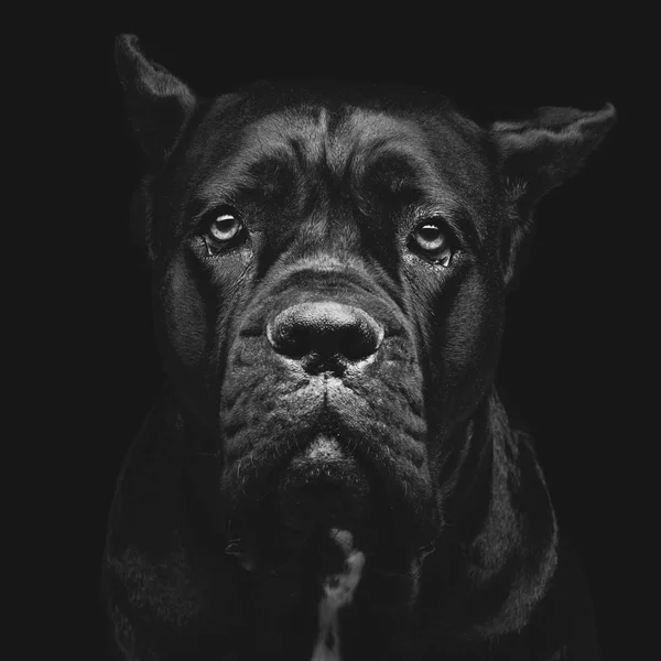 Retrato Cerca Del Hermoso Perro Hembra Cane Corso Negro Pura —  Fotos de Stock