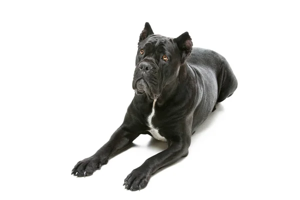 Mooie Raszuivere Zwarte Cane Corso Teefje Liggend Vloer Geïsoleerd Witte — Stockfoto