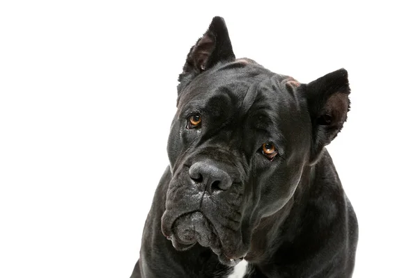 Retrato Cerca Hermosa Perra Hembra Cane Corso Aislado Sobre Fondo — Foto de Stock