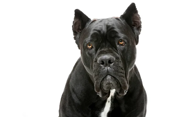 Szoros Portré Gyönyörű Cane Corso Nőstény Kutyáról Elszigetelt Fehér Háttér — Stock Fotó