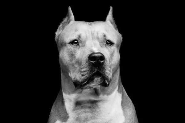 Closeup Portrait Beautiful Adult Purebred Staffordshire Bull Terrier Black Background — Stock Photo, Image