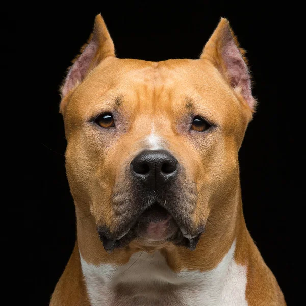 Primer Plano Retrato Hermoso Adulto Pura Raza Staffordshire Toro Terrier —  Fotos de Stock