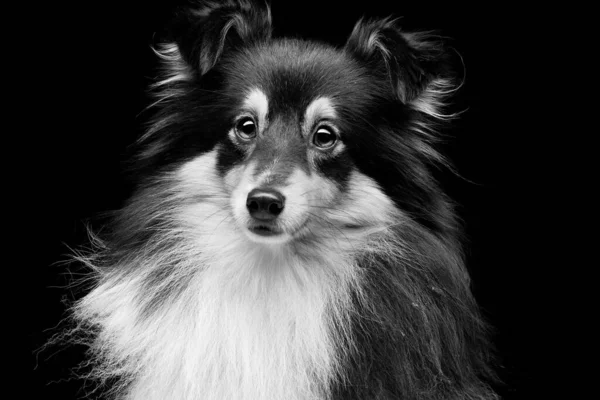 Nahaufnahme Porträt Der Schönen Reinrassigen Shetland Sheepdog Vor Schwarzem Hintergrund — Stockfoto