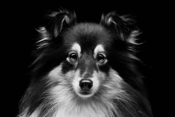 Κοντινό Πορτρέτο Του Όμορφου Καθαρόαιμου Shetland Sheepdog Πάνω Από Μαύρο — Φωτογραφία Αρχείου