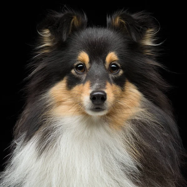 Retrato Close Belo Puro Raça Tricolor Shetland Sheepdog Sobre Fundo — Fotografia de Stock