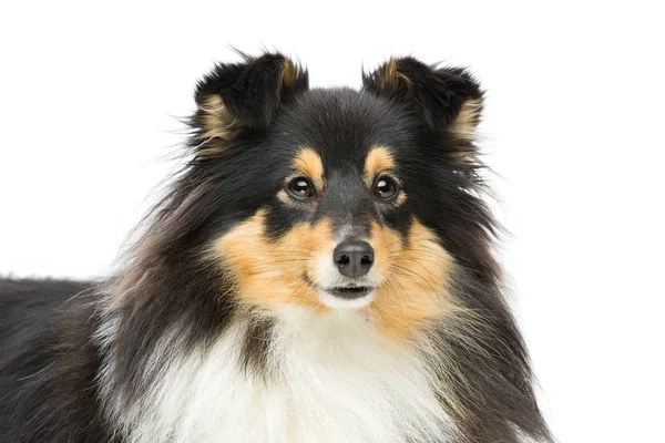 Tricolor Schöne Sheltie Hund Isoliert Über Weißem Hintergrund Kopierraum — Stockfoto