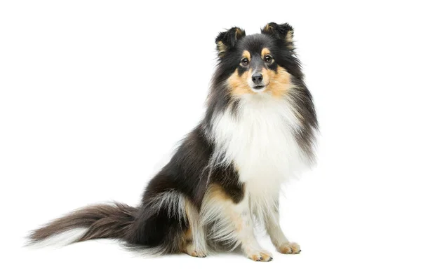 Tricolor Vackra Sheltie Hund Isolerade Över Vit Bakgrund Kopiera Utrymme — Stockfoto
