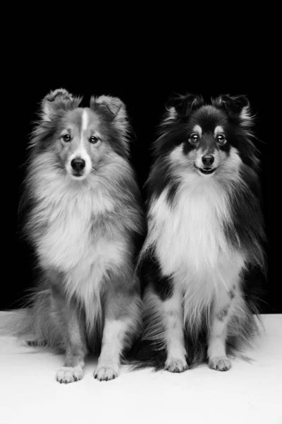 Dwa Piękne Szetlandzkie Owczarki Siedzi Razem Białe Piętro Czarnym Tle — Zdjęcie stockowe