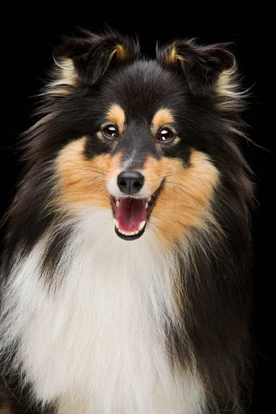 Primo Piano Ritratto Bella Razza Pura Sorridente Shetland Sheepdog Studio — Foto Stock