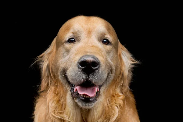 Retrato Primer Plano Hermoso Perro Labrador Adulto Pura Raza Sobre —  Fotos de Stock