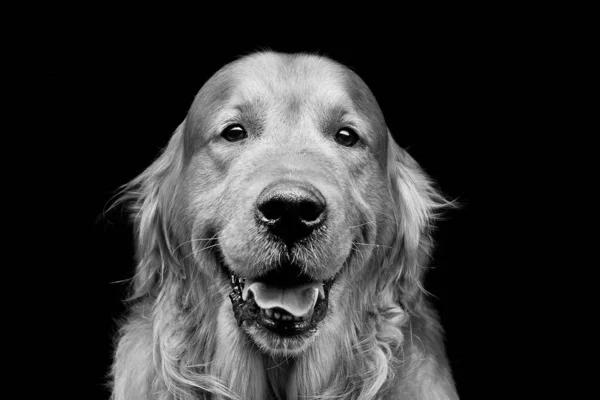 Szoros Portré Gyönyörű Felnőtt Fajtiszta Labrador Kutya Felett Fekete Háttér — Stock Fotó