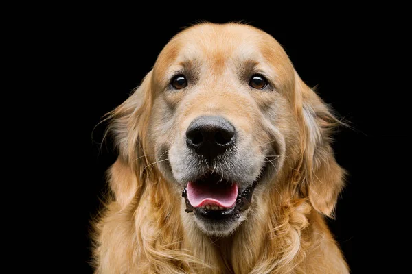 Retrato Primer Plano Hermoso Perro Labrador Adulto Pura Raza Sobre —  Fotos de Stock