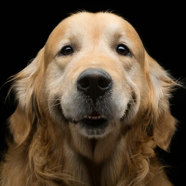 Retrato Primer Plano Hermoso Perro Labrador Adulto Pura Raza Sobre —  Fotos de Stock