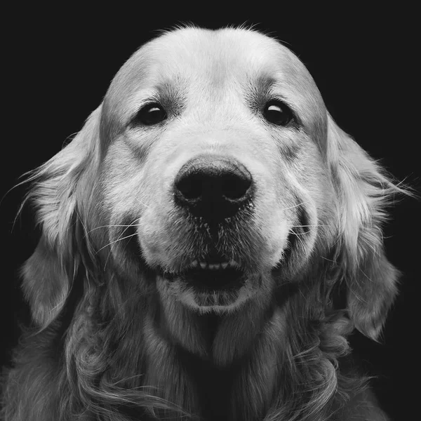 Closeup Retrato Belo Adulto Puro Cão Labrador Sobre Fundo Preto — Fotografia de Stock