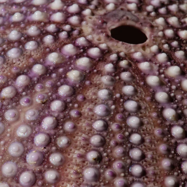 Macro Shot Riccio Mare Viola Nella Giornata Sole Composizione Quadrata — Foto Stock