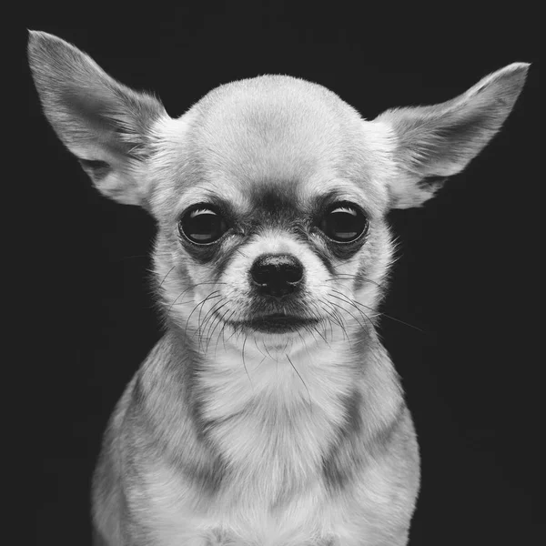 Nahaufnahme Porträt Eines Wunderschönen Reinrassigen Chihuahua Hundes Auf Schwarzem Hintergrund — Stockfoto