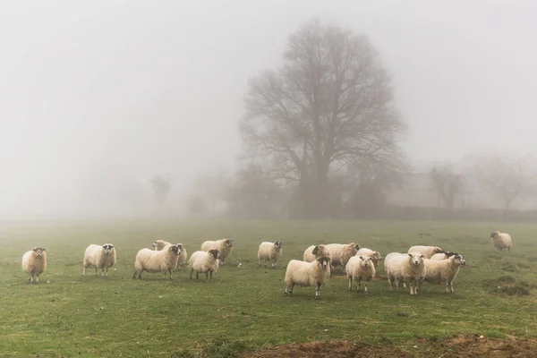 Een Kudde Schapen Een Mistige Dag Het Platteland — Stockfoto