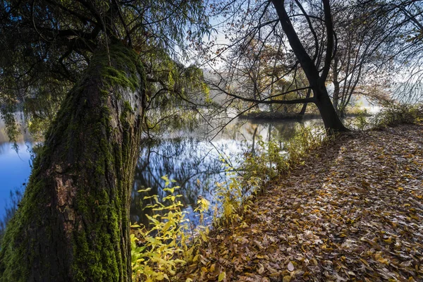 Tanzende Blätter Herbst Mit Langer Belichtung Bunte Herbstblätter Und Ihr — Stockfoto