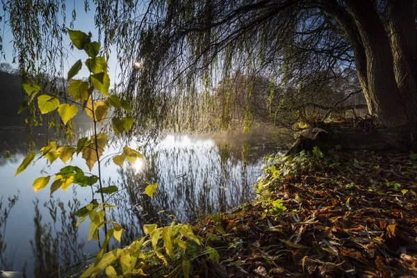 在明媚的阳光下长时间暴露在湖水中跳舞的树叶 — 图库照片