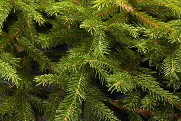 Fundo Ramos Verdes Abeto Fir Árvore Spruce — Fotografia de Stock