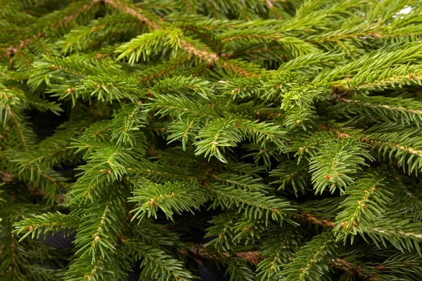 Fundo Ramos Verdes Abeto Fir Árvore Spruce — Fotografia de Stock