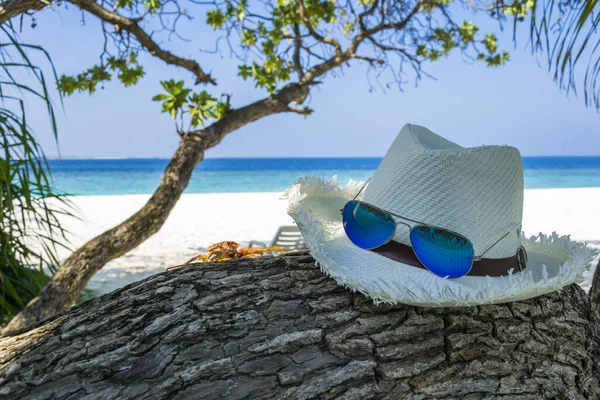 Caranguejo Chapéu Branco Óculos Sol Azuis Deitado Tronco Árvore Frente — Fotografia de Stock