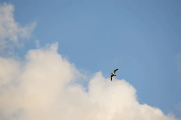 Enkele Zeearend Vogel Vliegen Een Glijdende Vorm Onder Witte Wolken — Stockfoto