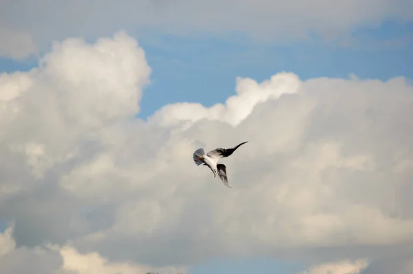 Seagull Taking Sharp Turn Mid Flight Preparing Dive — Stock Photo, Image