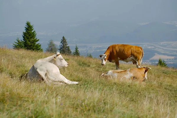奶牛在高山上休息 — 图库照片