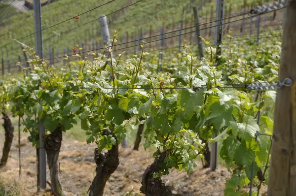 Campagna Vigneti Agricoltura Viti Piante — Foto Stock