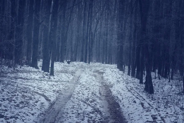 Landscape Snow Trees Dense Forest Winter — Stock Photo, Image
