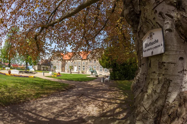 Starý Blutbuche Park Blankenburg — Stock fotografie