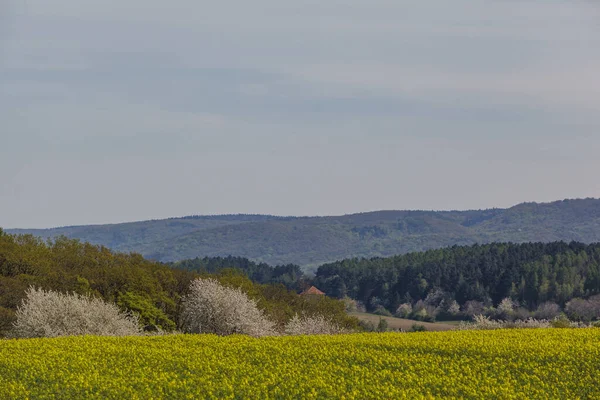 Landschap Landbouwgebied Veeteelt Gele Flora — Stockfoto