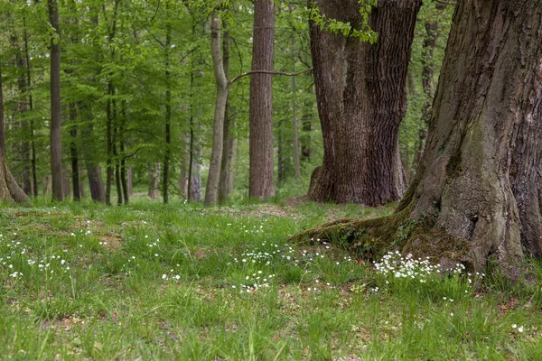 Harz Міттельгейбр Який Має Найвищу Висоту Північній Німеччині — стокове фото