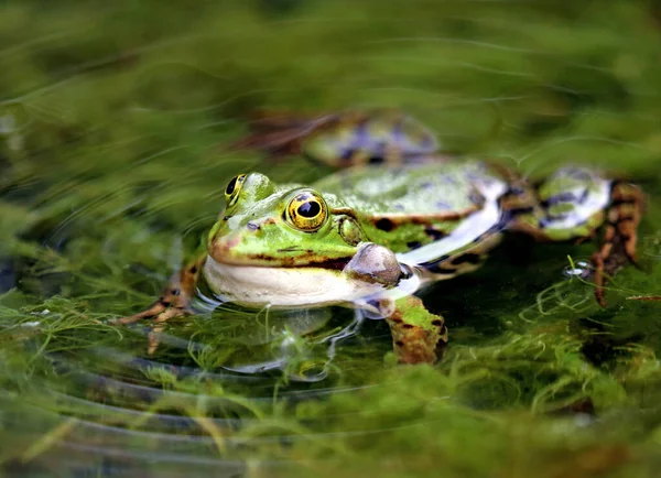 Green Edible Frog European Frog Common Water Frog — Stock Photo, Image