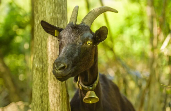 Imagem Retrato Com Uma Cabra Preta Doméstica Rancho Suíço Belo — Fotografia de Stock