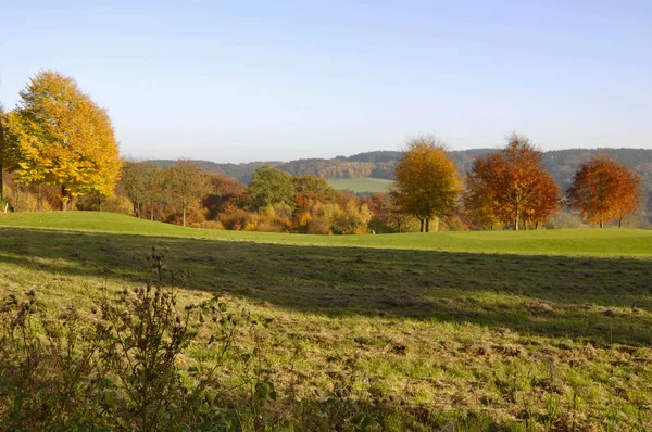 Vacker Natur Skogen — Stockfoto