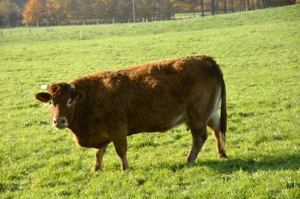 Kor Ängen — Stockfoto