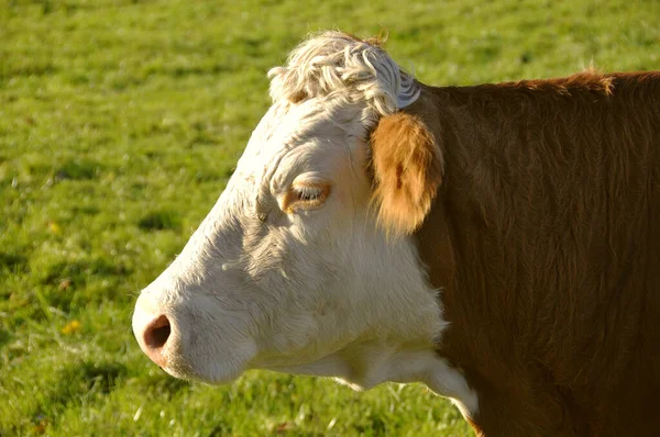 Ängen — Stockfoto