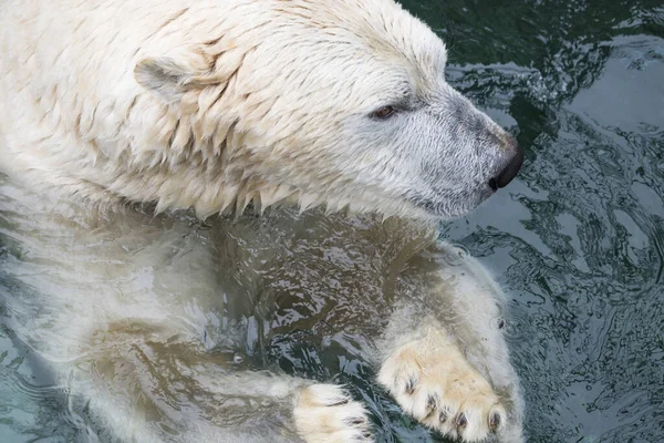 stock image white Polar Bear predator