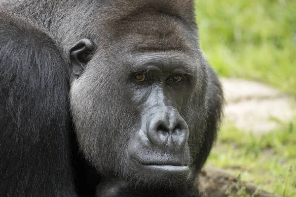 Gorilla Tier Affe Tropische Flora Und Fauna — Stockfoto