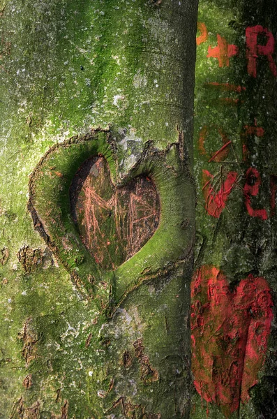 Coração Tronco Árvore — Fotografia de Stock