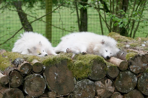 Duas Raposas Polares Lagopus Vulpes Dormem Sobre Uma Pilha Madeira — Fotografia de Stock