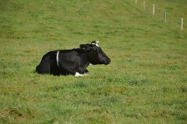 Vache Sur Prairie — Photo